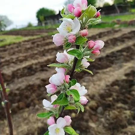 홈스테이 Ohikoa *