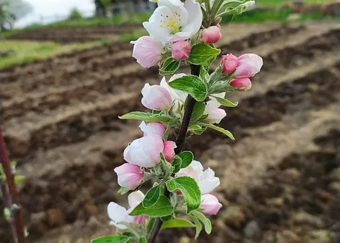 בית אירוח Ohikoa *